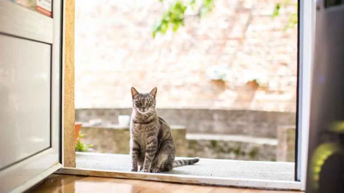 what happens if stray cat visits your home 