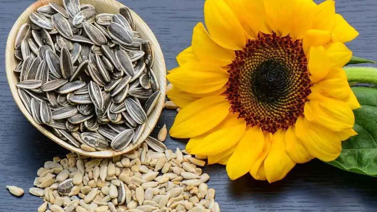 sun flower seeds many wonderful health benefits 