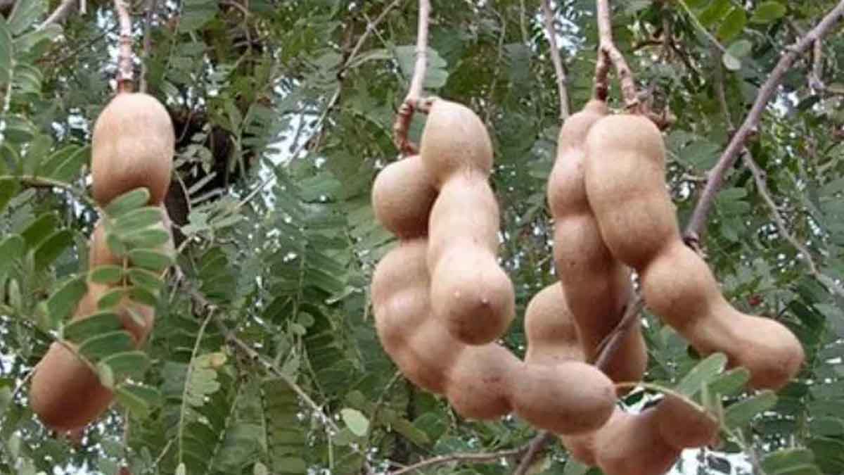 if you have tamarind tree in your home then remove it immediately 