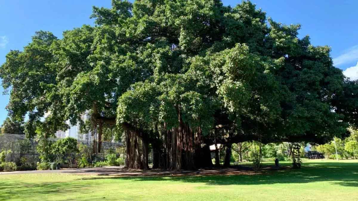 do not grow these type of trees in home 