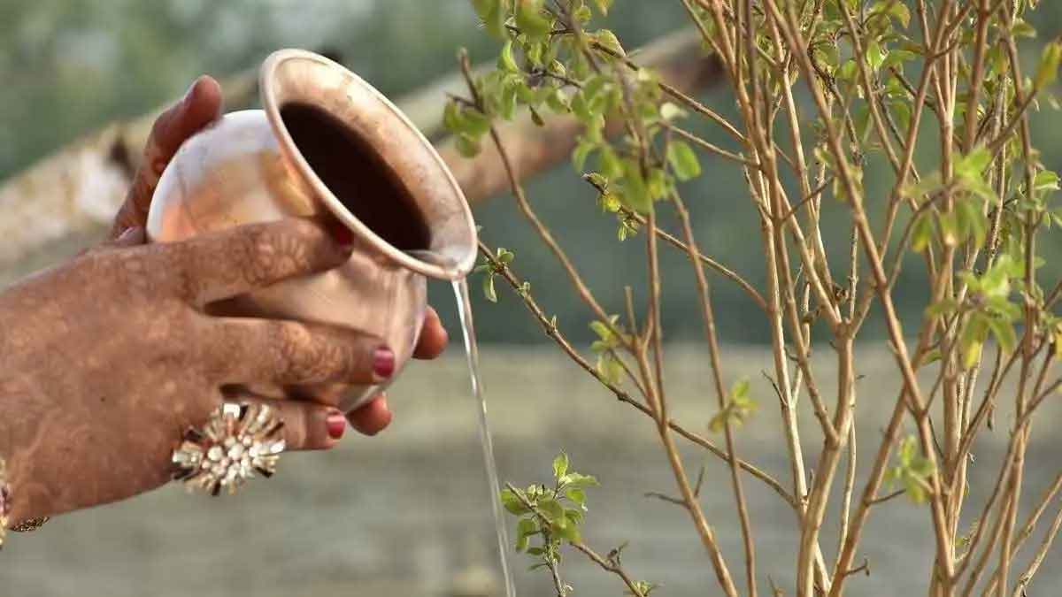 what to do with dried tulsi plant 