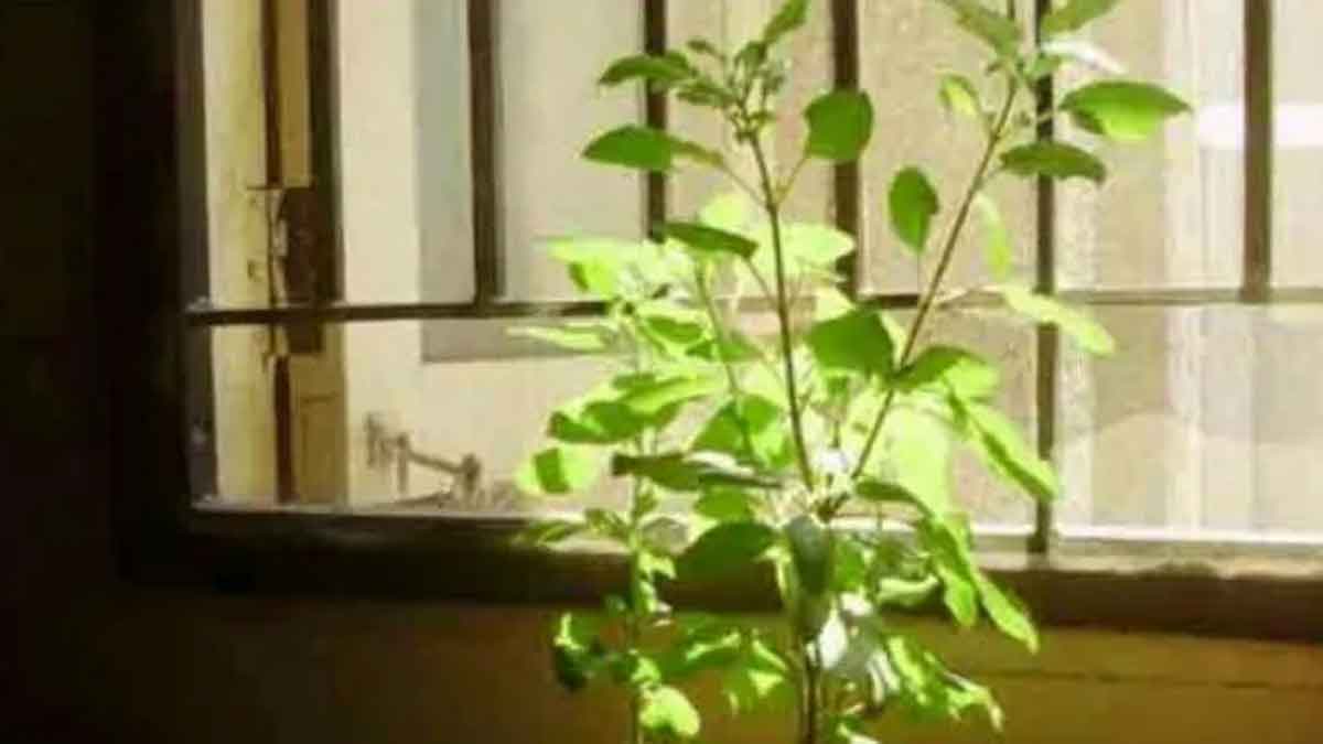 on which day you should not water tulsi plant 