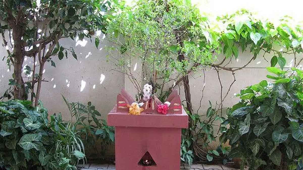 do pooja to tulsi plant on thurs day like this 