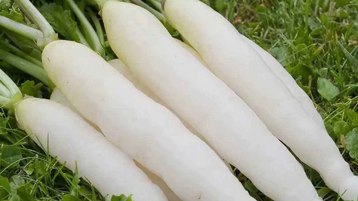 take white radish to control blood sugar levels 