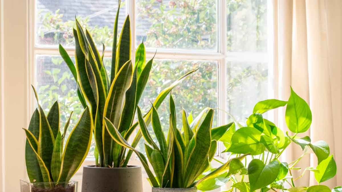 put these plants in your home to purify air 