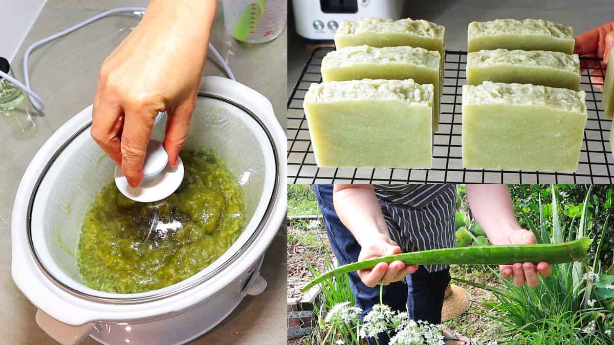 you can earn good income with home made aloe vera soaps 