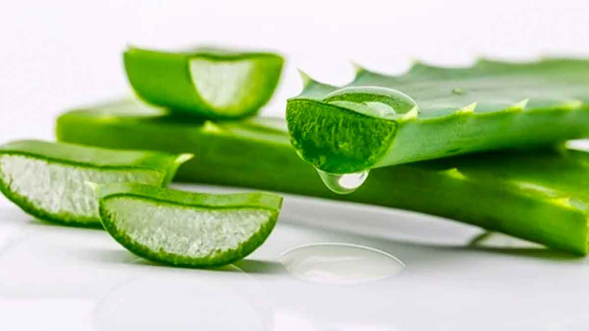 many wonderful health benefits of aloe vera 