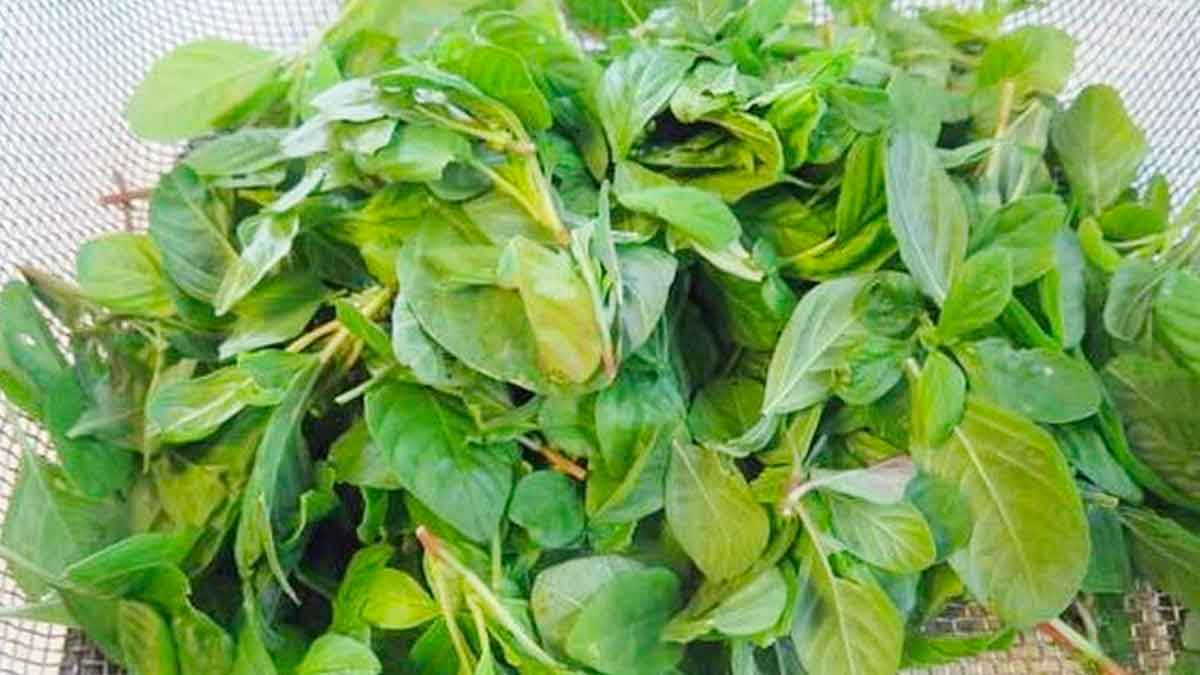 take amaranth leaves juice with honey for these benefits 