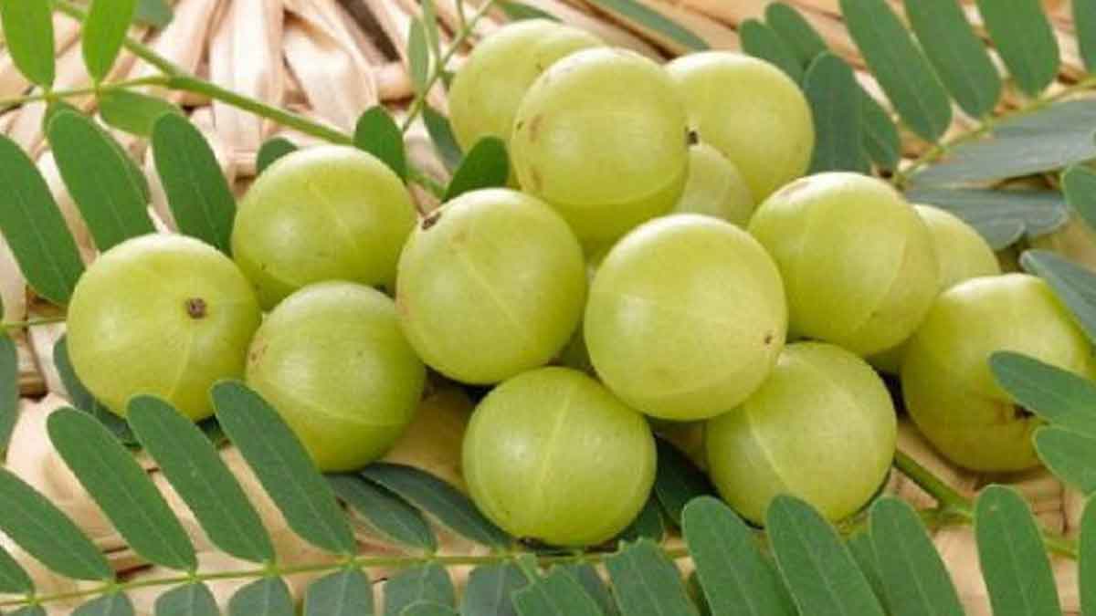 many wonderful health benefits of amla take daily 