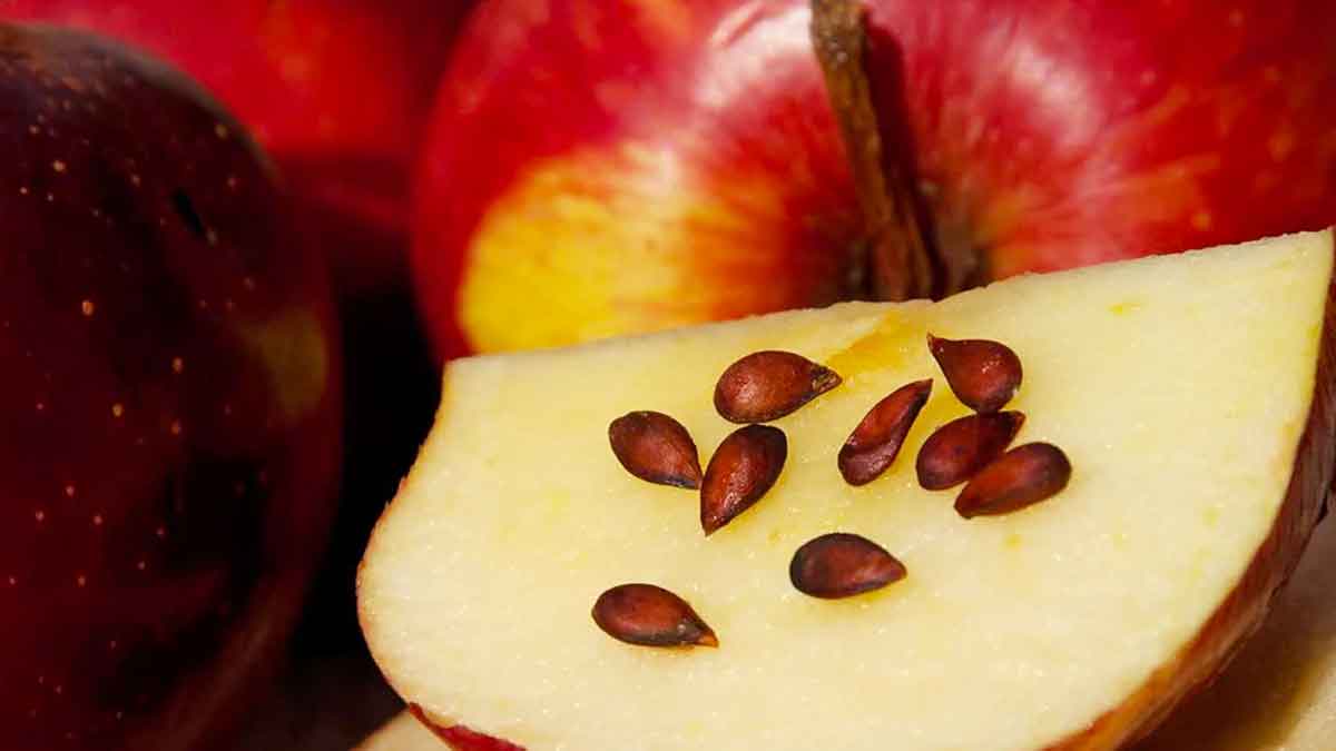 are seeds in apple are dangerous 