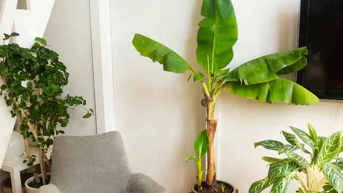 can we grow banana tree in home 