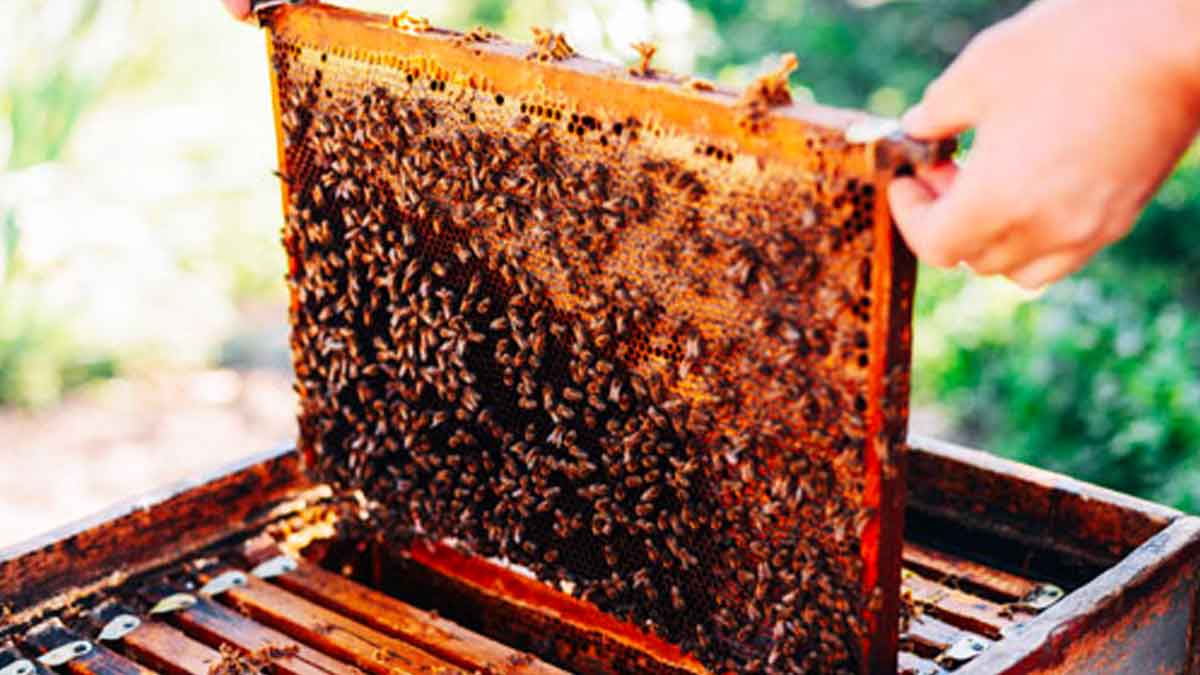 you can earn good income with bee farming