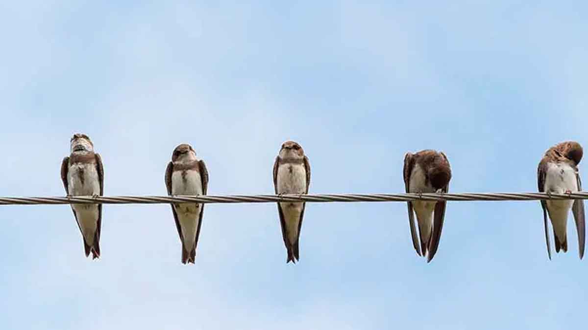 why birds did not get electric shock when they sit on wires 