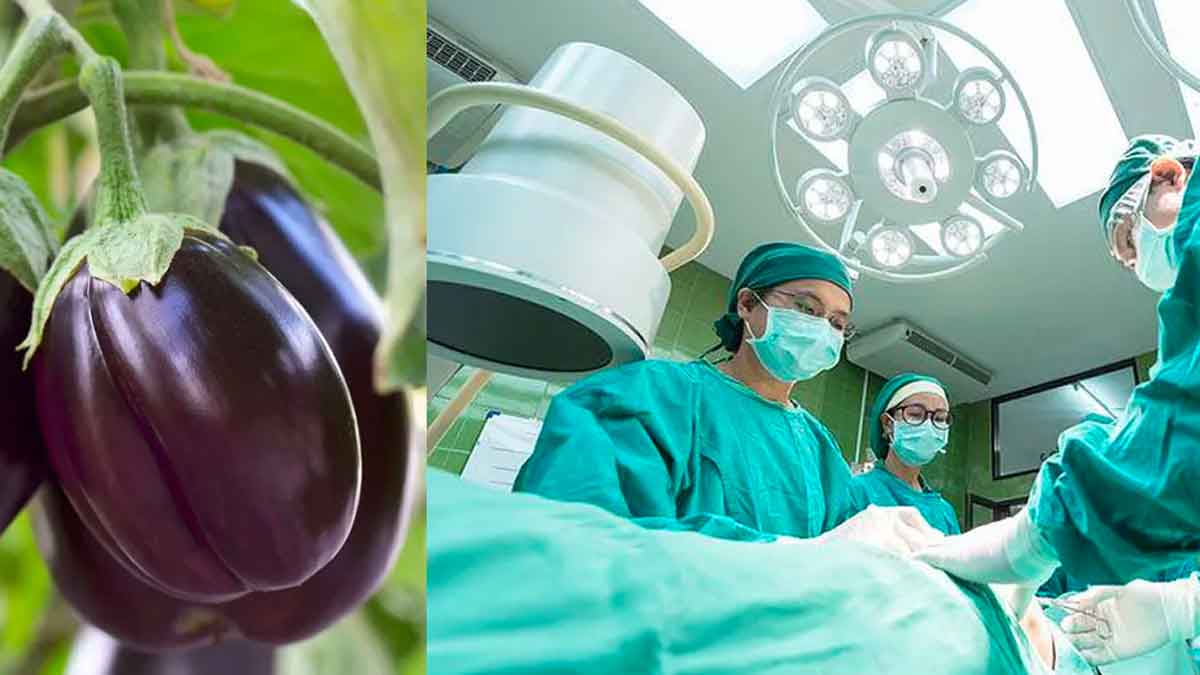 why doctors say did not eat brinjal 