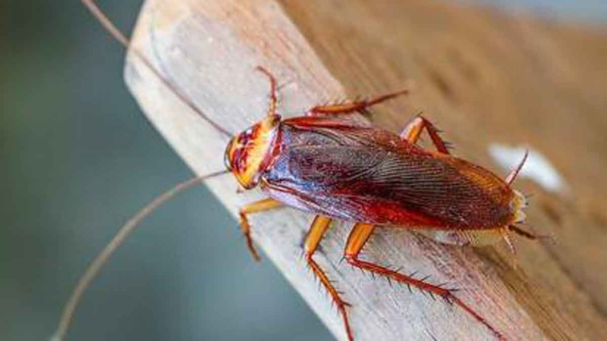 folllow these tips to get rid of cockroaches in home 