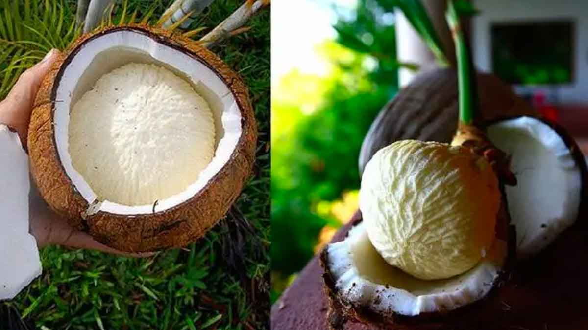 what happens if coconut spoils when broken during pooja 