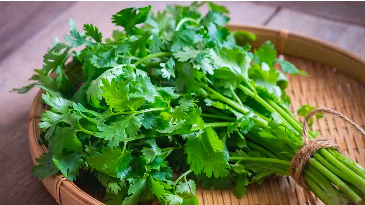 you will be surprised to know coriander leaves benefits 