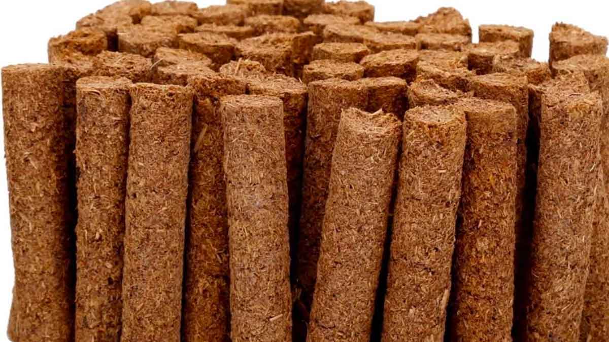 you can earn good income with cow dung sticks 