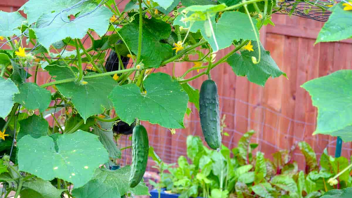 you can grow cucumber in your home garden like this 