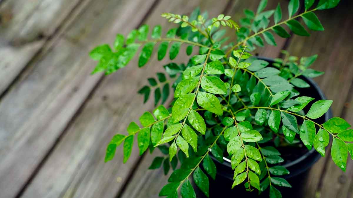 take daily 4 curry leaves for these benefits 