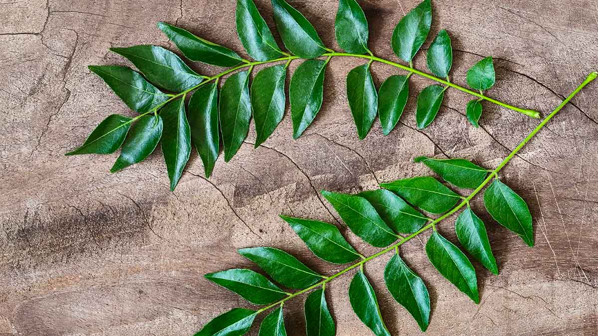 if you are taking curry leaves then know these