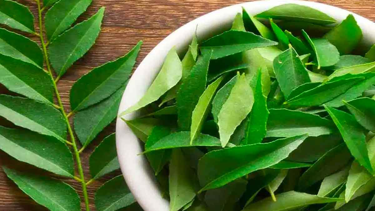 many wonderful health benefits with curry leaves 