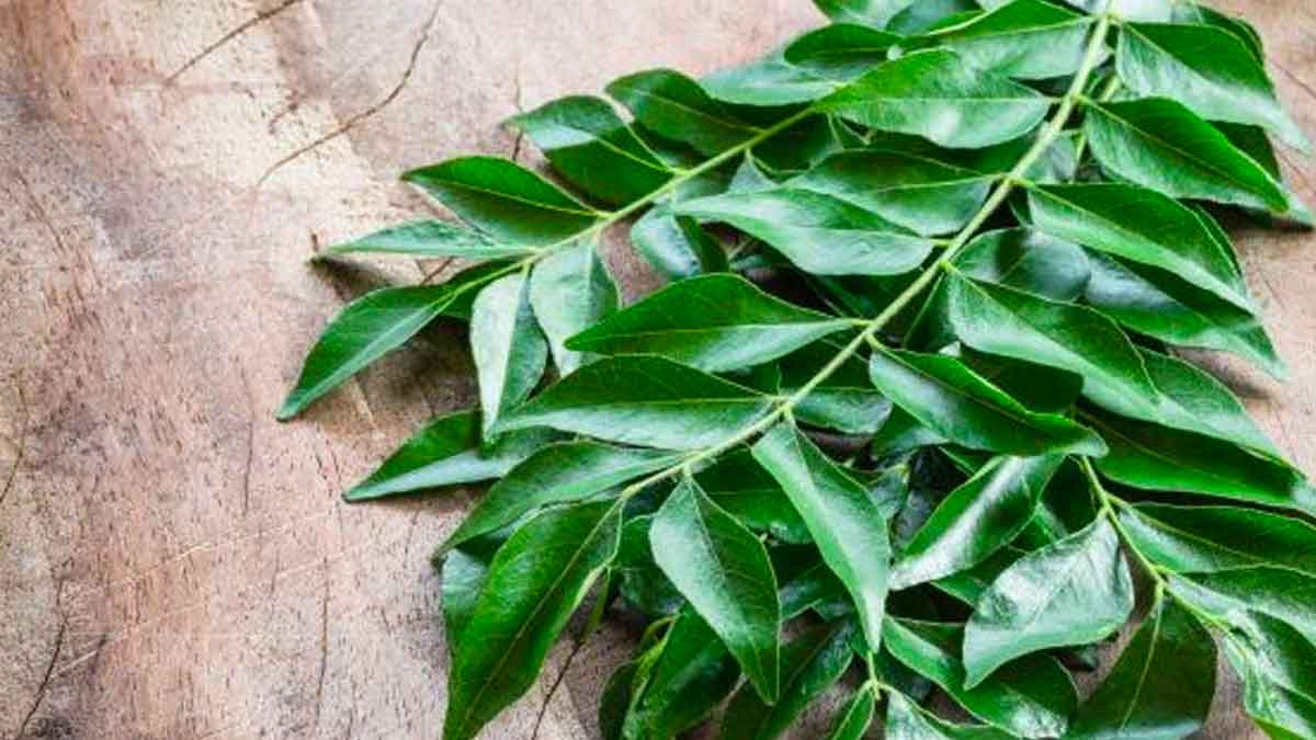 use curry leaves in this way to reduce pimples 