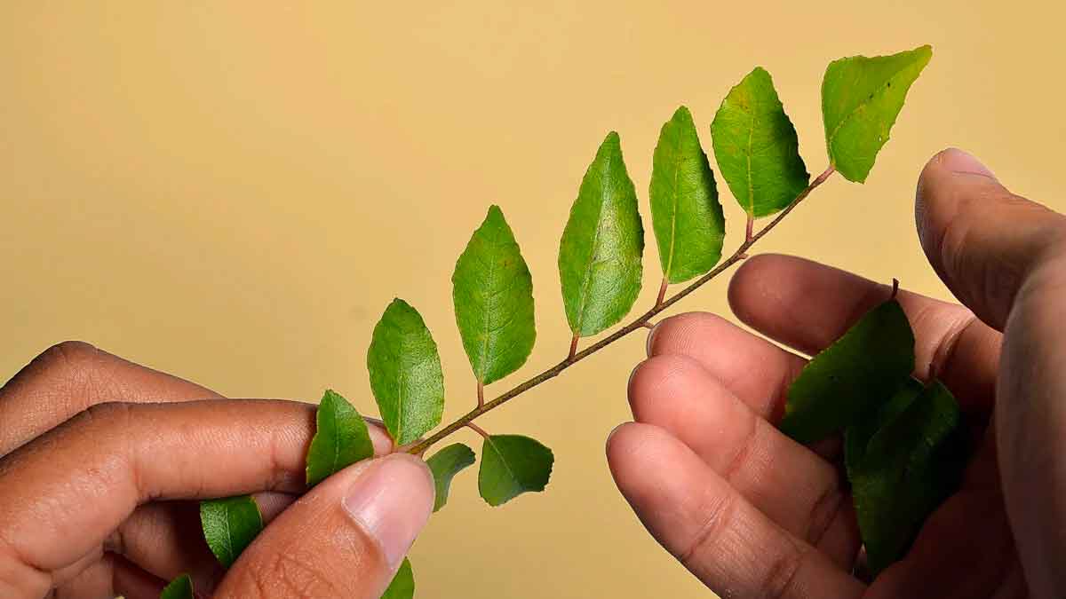 you will be surprised to know the benefits of curry leaves 