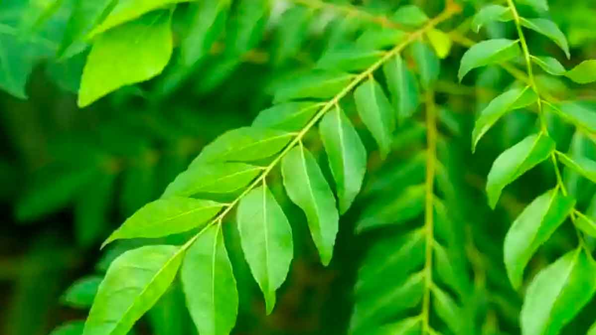 many wonderful health benefits of curry leaves 