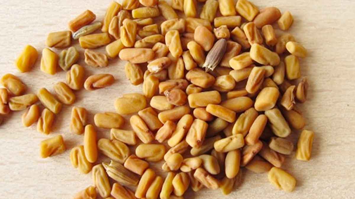 taking fenugreek seeds regularly can cure type 2 diabetes 