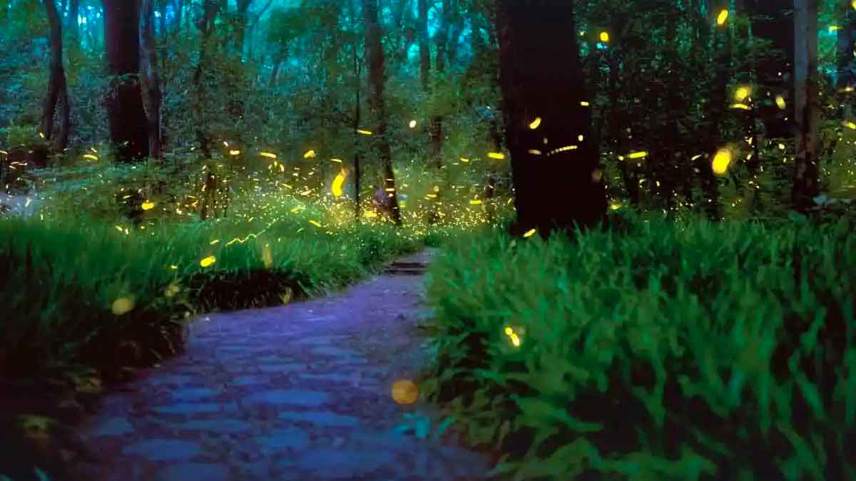 how glow worms spread light 