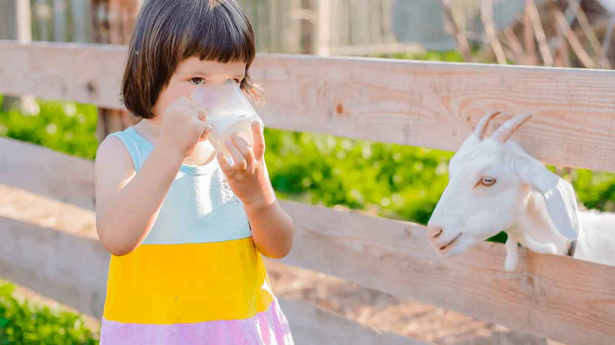 many wonderful health benefits of goat milk 