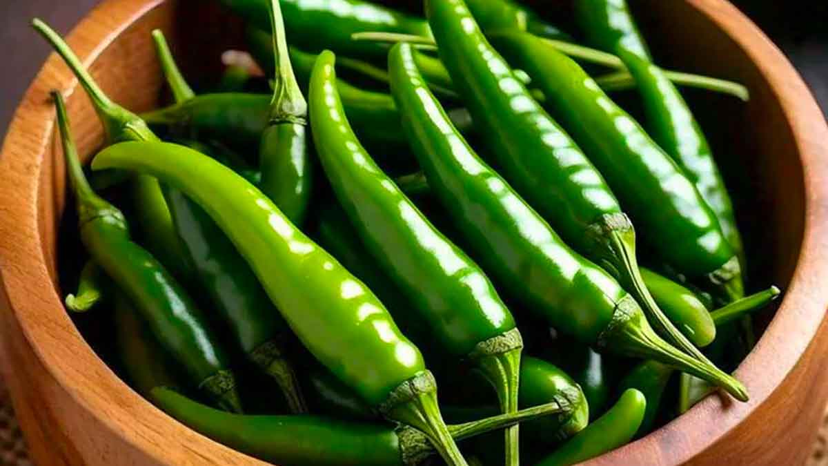 you must take green chilli in winter know why 