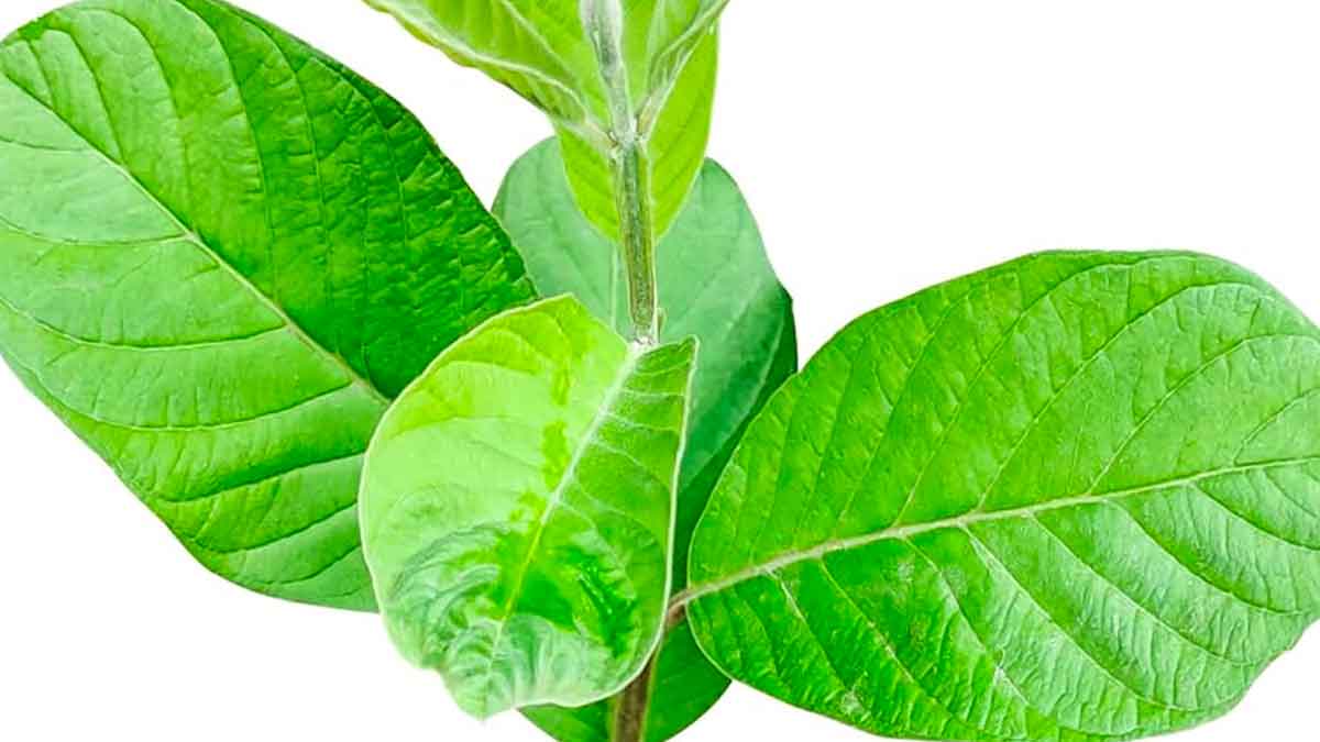 fertility problem will be gone with guava leaves 