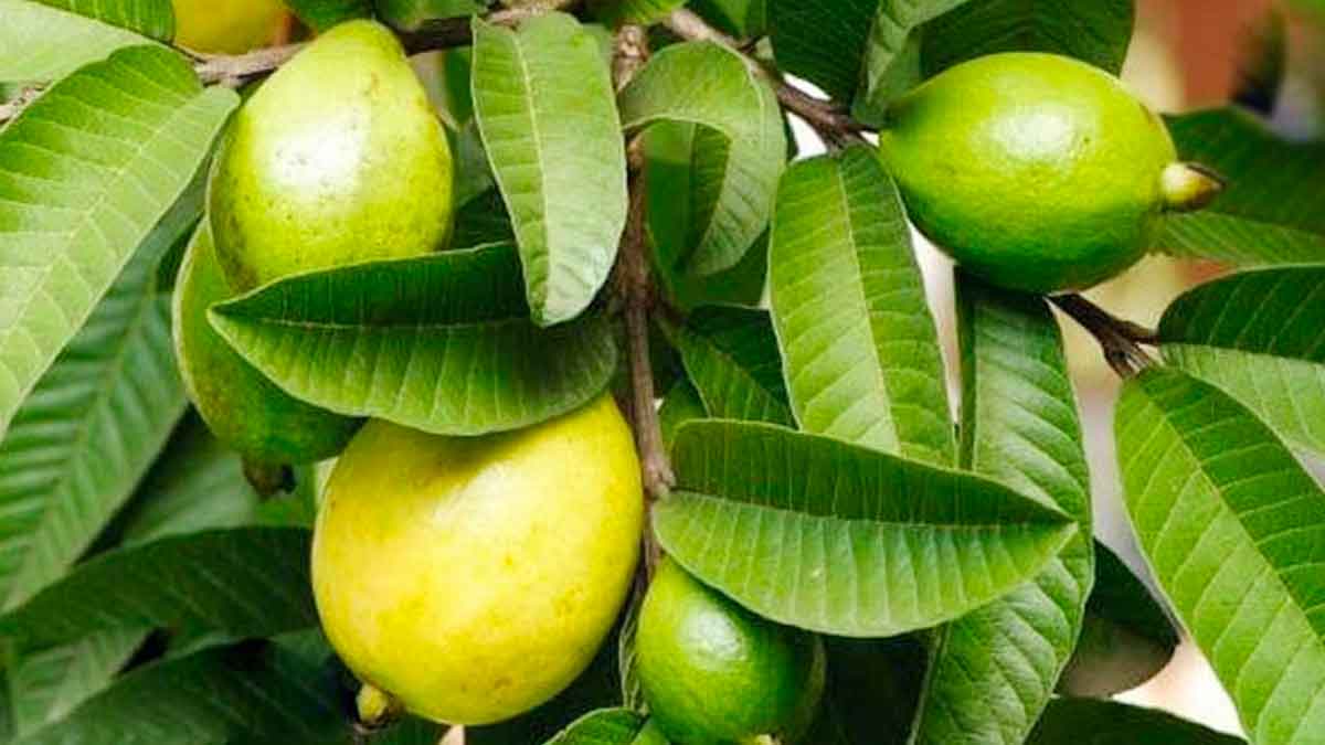 you can reduce your weight with guava leaves like this 