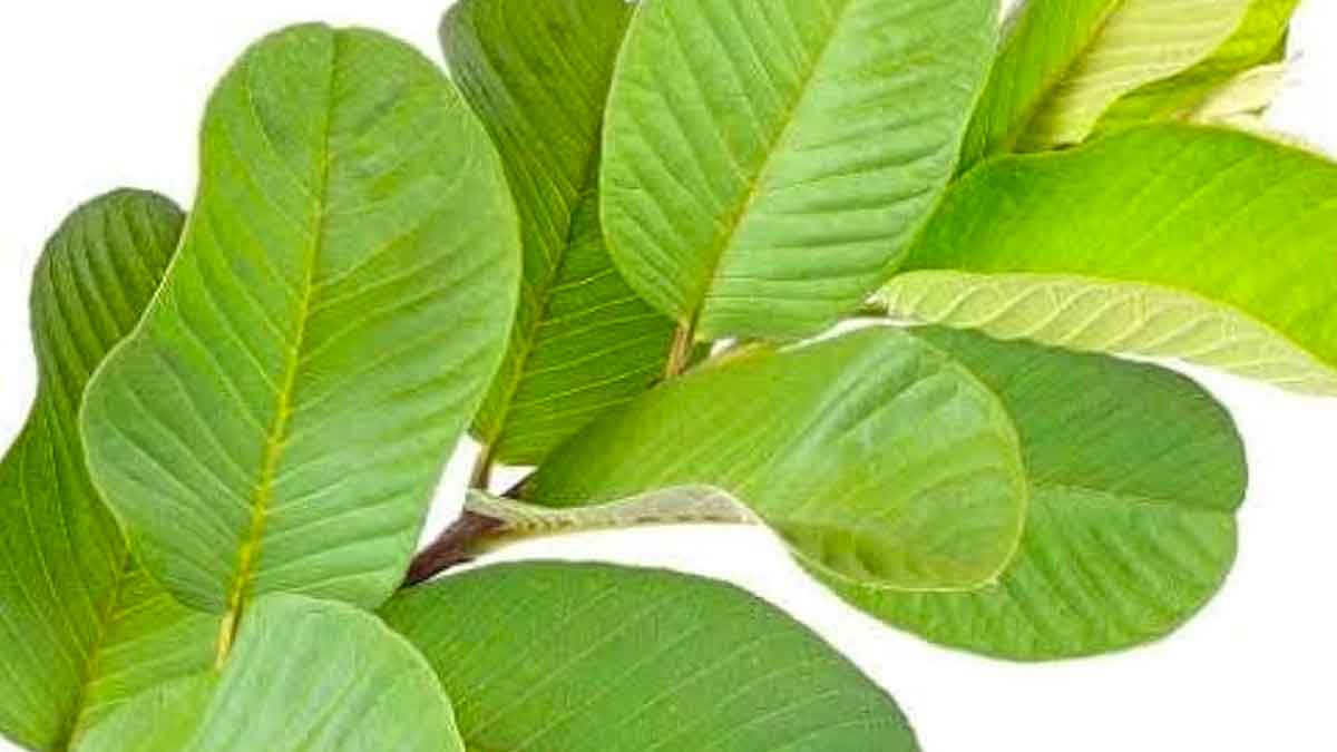 many wonderful health benefits of guava leaves 