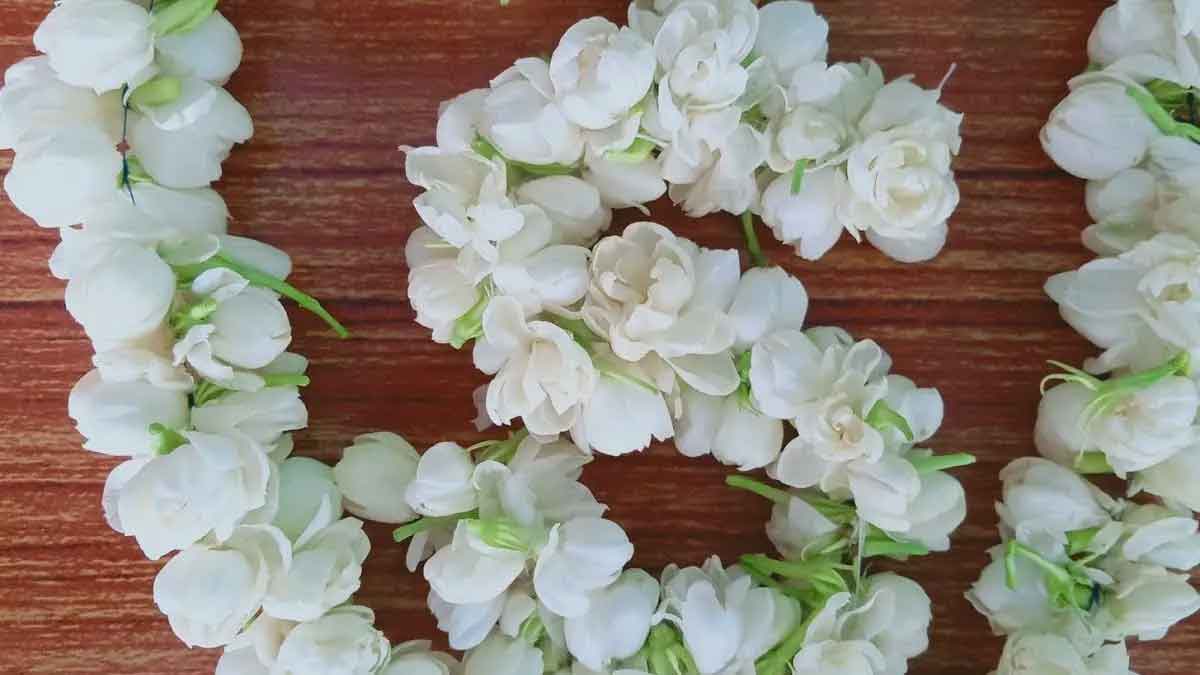 the reason why women must wear jasmine flowers 