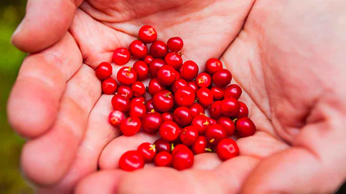 lingonberry fruits may reduce high blood pressure 