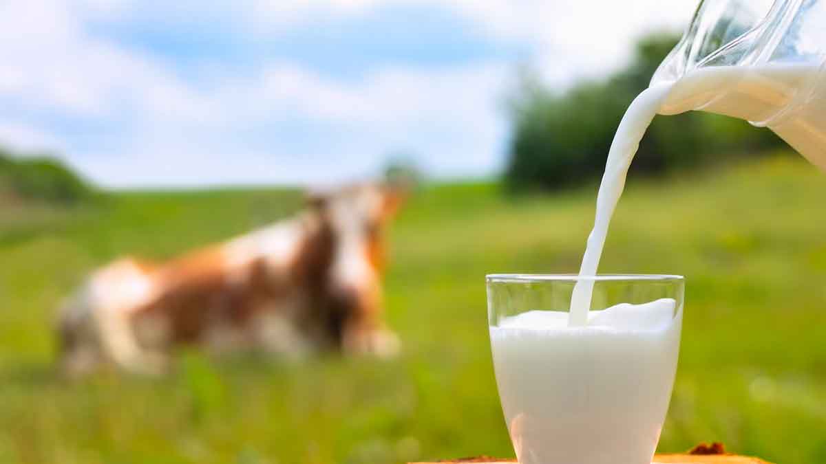 how to identify adulterated milk 