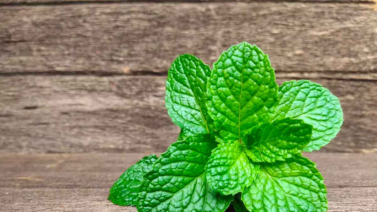 what happens if you smell mint leaves 