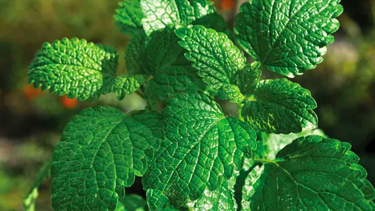 many wonderful health benefits of mint leaves 