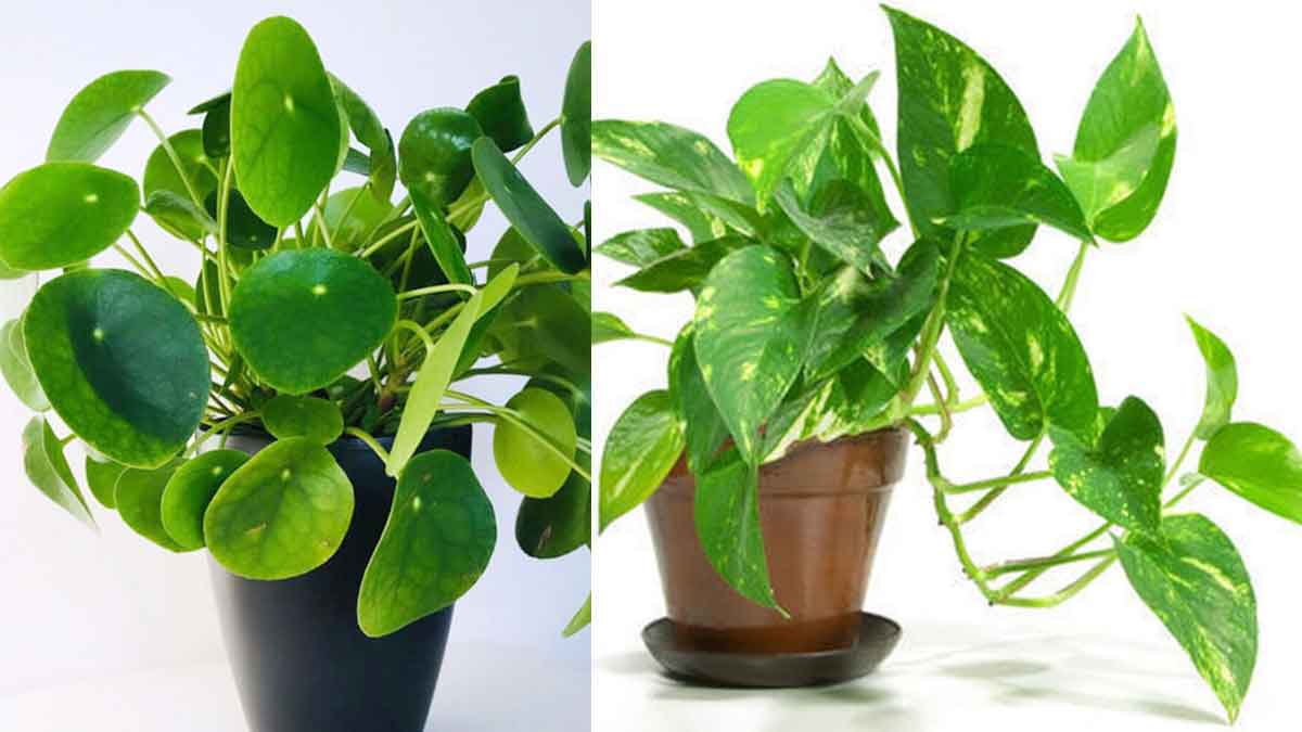 grow these plants in your home for wealth