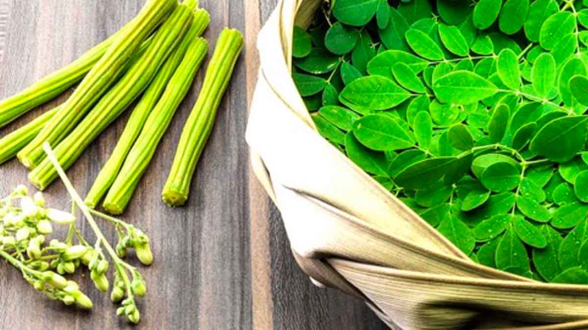 many wonderful health benefits of moringa leaves 