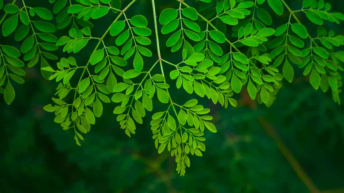 amazing health benefits of taking moringa leaves daily 