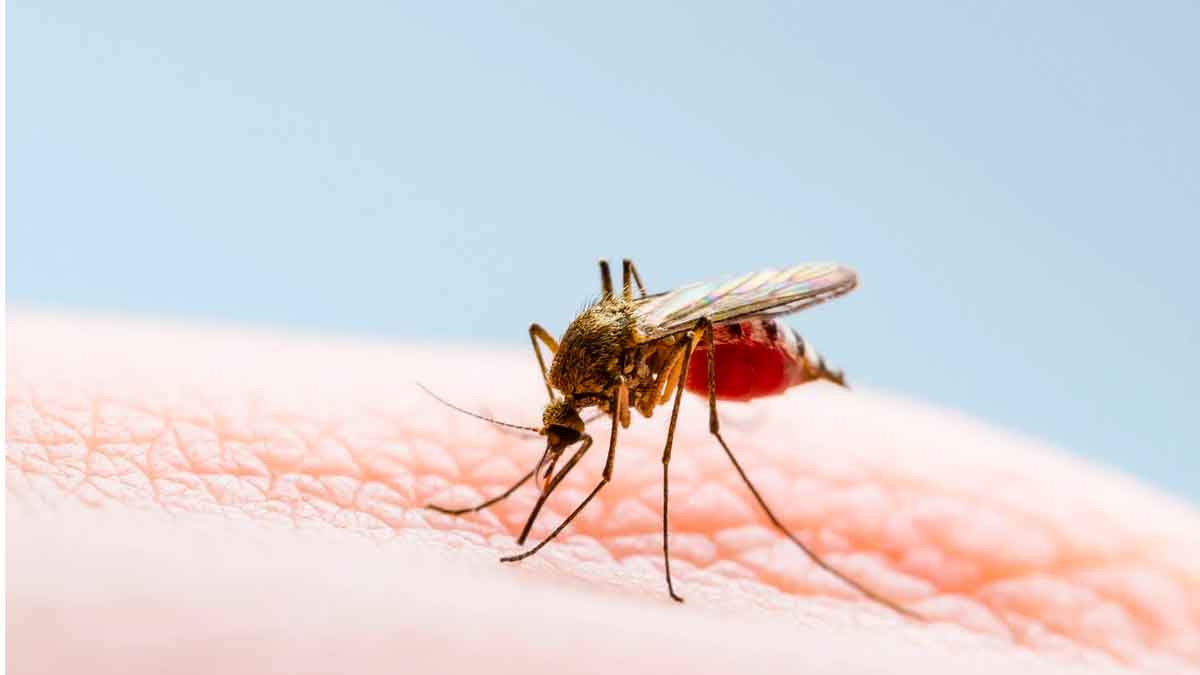 do you know why mosquitoes wander over our head