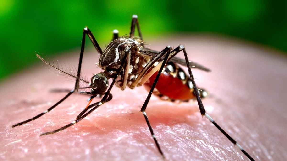 follow these simple tips to get rid of Mosquitoes