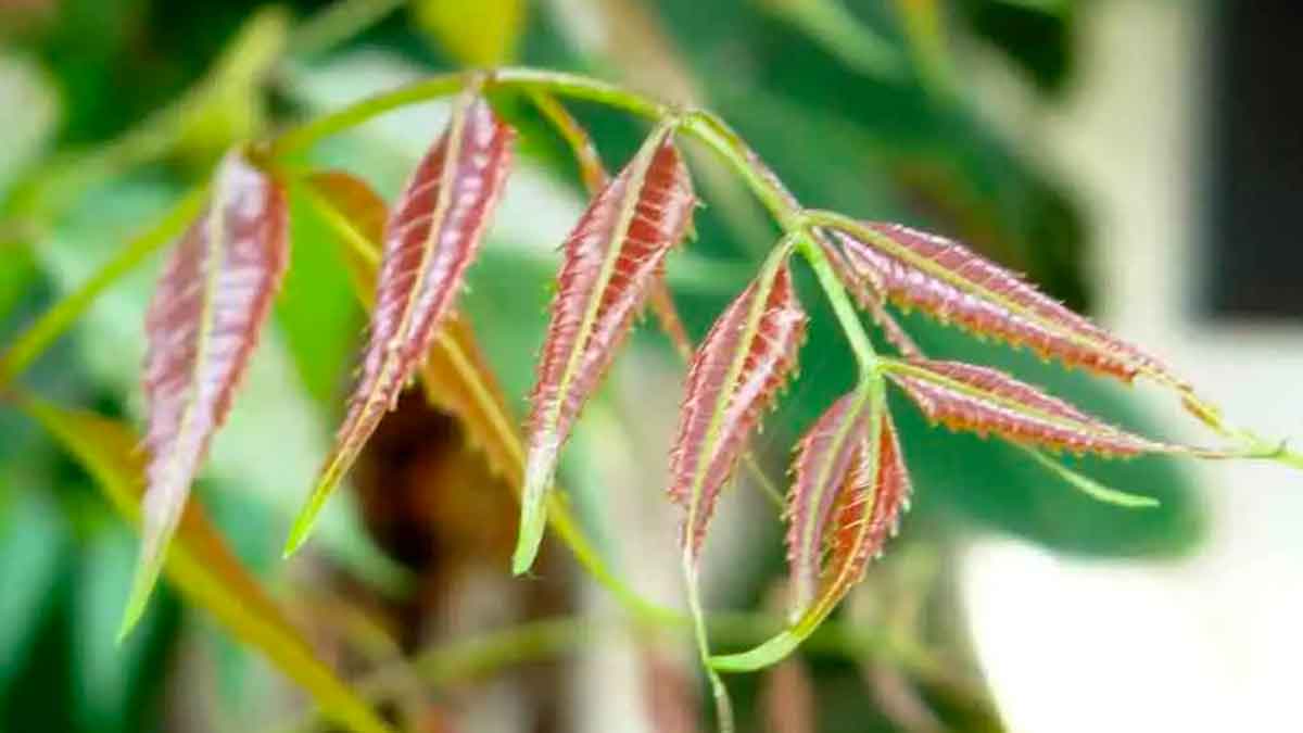 can neem leaves kill cancer cells 