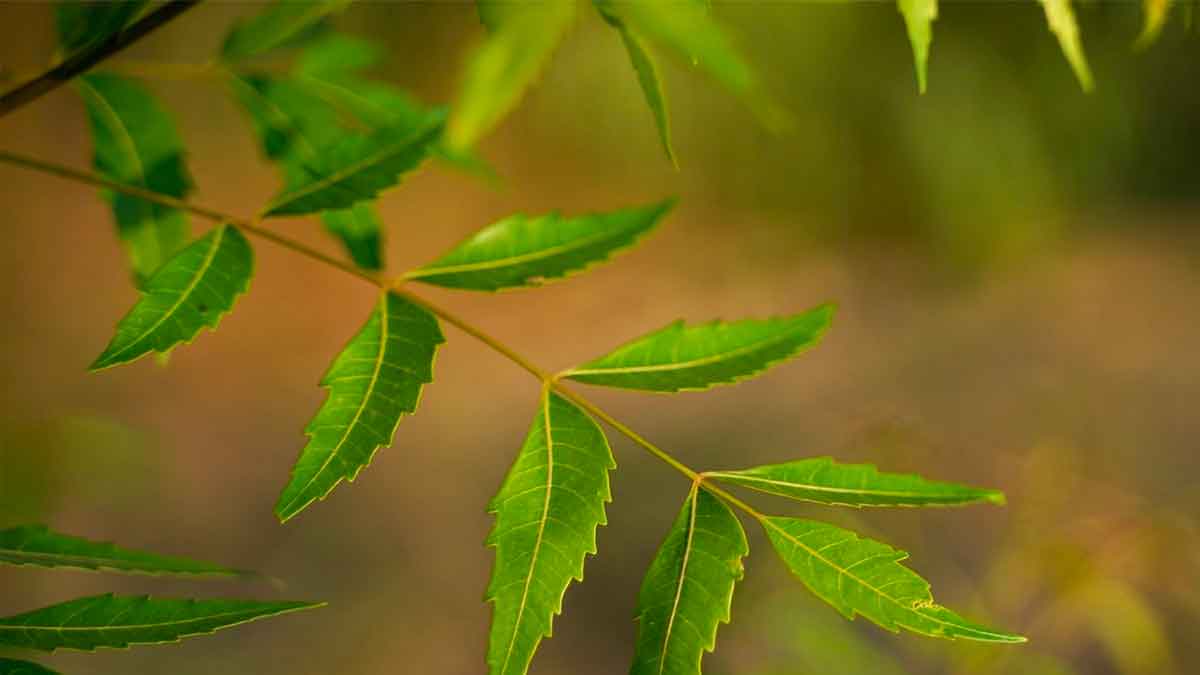 many wonderful health benefits of neem leaves 