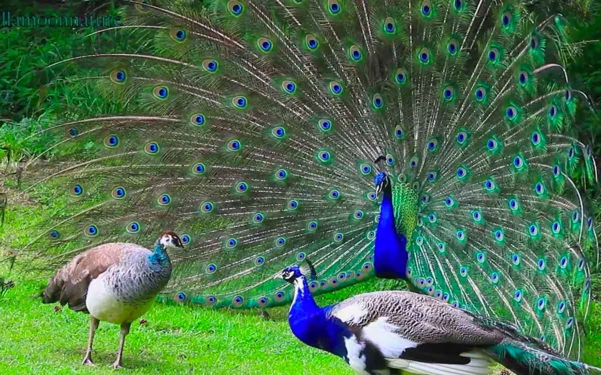 do you know how peacocks mate 