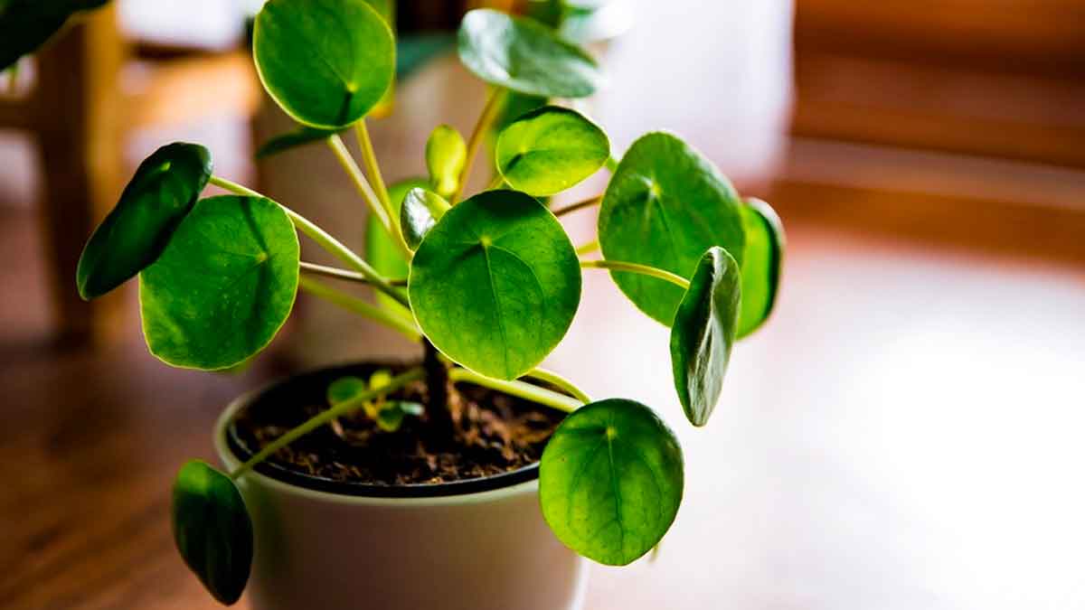 put these plants in your home to reduce pollution 